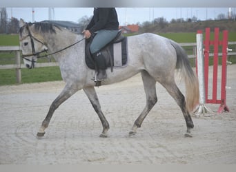 Autres races, Jument, 10 Ans, 162 cm, Gris