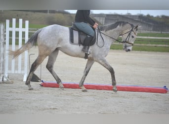 Autres races, Jument, 10 Ans, 162 cm, Gris