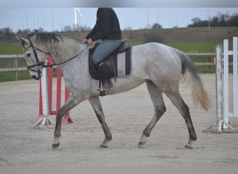 Autres races, Jument, 10 Ans, 162 cm, Gris