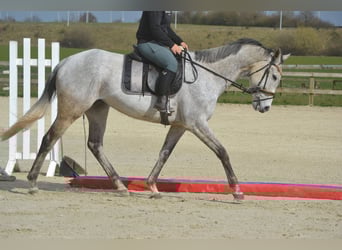 Autres races, Jument, 10 Ans, 162 cm, Gris