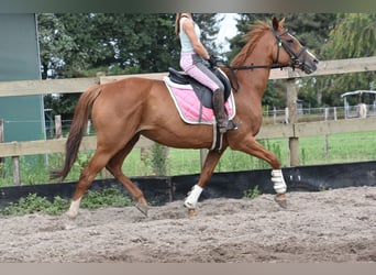 Autres races, Jument, 10 Ans, 163 cm, Alezan