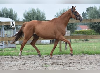 Autres races, Jument, 10 Ans, 163 cm, Alezan