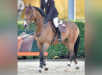 Autres races, Jument, 10 Ans, 168 cm, Bai