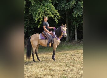 Autres races Croisé, Jument, 11 Ans, 155 cm, Isabelle