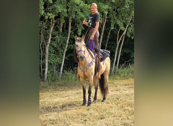 Autres races Croisé, Jument, 11 Ans, 155 cm, Isabelle