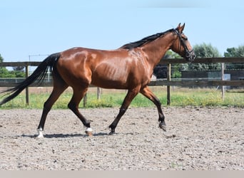 Autres races, Jument, 11 Ans, 160 cm, Bai brun