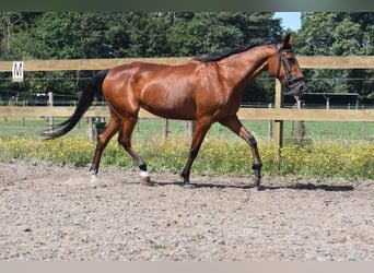 Autres races, Jument, 11 Ans, 160 cm, Bai brun