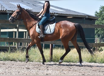 Autres races, Jument, 11 Ans, 160 cm, Bai brun