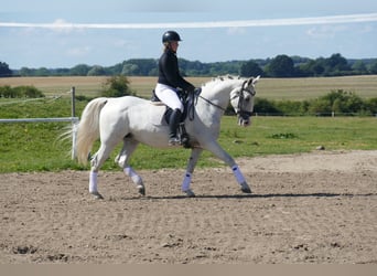 Autres races, Jument, 11 Ans, 162 cm, Gris