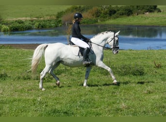 Autres races, Jument, 11 Ans, 162 cm, Gris