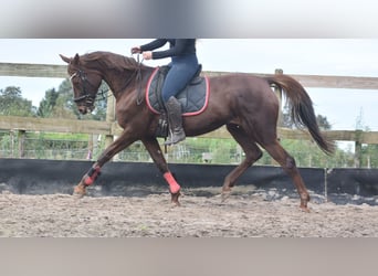 Autres races, Jument, 11 Ans, 165 cm, Alezan brûlé