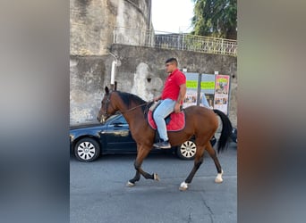 Autres races, Jument, 11 Ans, 165 cm, Bai