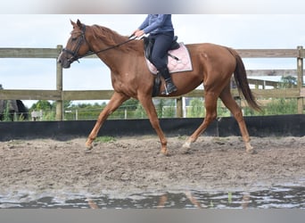 Autres races, Jument, 11 Ans, 168 cm, Alezan cuivré