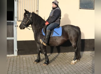 Autres races Croisé, Jument, 12 Ans, 145 cm, Gris noir