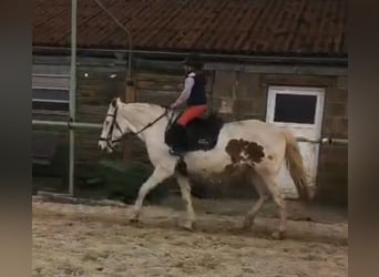 Autres races, Jument, 12 Ans, 154 cm, Pinto