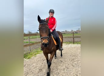 Autres races, Jument, 12 Ans, 160 cm, Bai