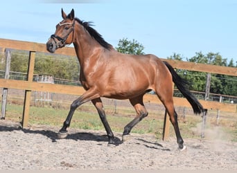 Autres races, Jument, 12 Ans, 160 cm, Bai