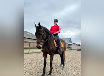 Autres races, Jument, 12 Ans, 160 cm, Bai