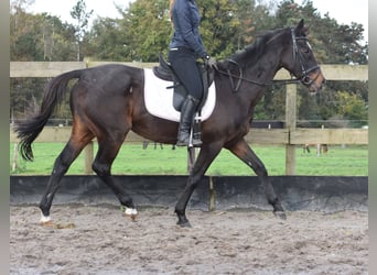 Autres races, Jument, 12 Ans, 162 cm, Bai brun