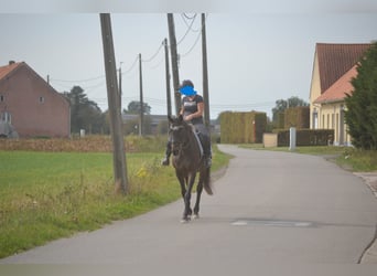 Autres races, Jument, 12 Ans, 164 cm, Bai brun foncé