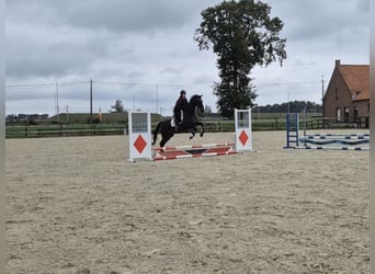 Autres races, Jument, 12 Ans, 164 cm, Bai brun foncé