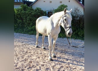 Autres races, Jument, 12 Ans, 166 cm, Gris pommelé