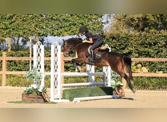 Autres races, Jument, 13 Ans, 129 cm