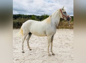 Autres races, Jument, 13 Ans, 149 cm, Blanc