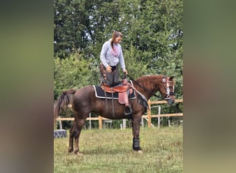 Autres races, Jument, 13 Ans, 155 cm, Alezan brûlé