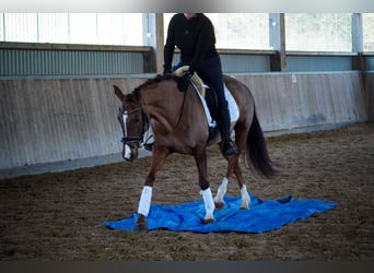 Autres races, Jument, 13 Ans, 157 cm, Alezan brûlé