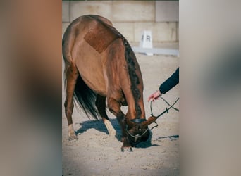 Autres races, Jument, 13 Ans, 157 cm, Alezan brûlé