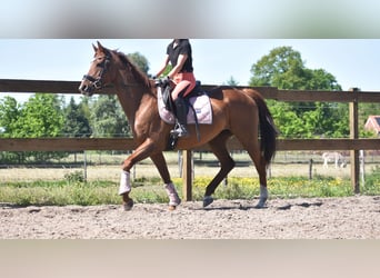 Autres races, Jument, 13 Ans, 158 cm, Alezan