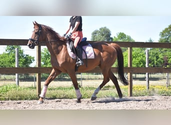 Autres races, Jument, 13 Ans, 158 cm, Alezan