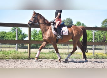 Autres races, Jument, 13 Ans, 158 cm, Alezan