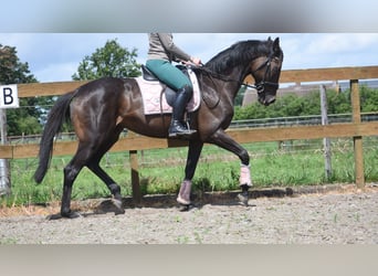 Autres races, Jument, 13 Ans, 158 cm, Bai