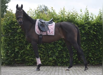 Autres races, Jument, 13 Ans, 158 cm, Bai