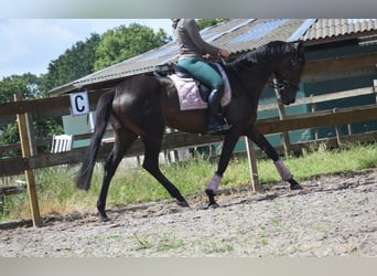 Autres races, Jument, 13 Ans, 158 cm, Bai