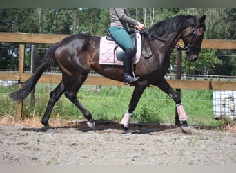 Autres races, Jument, 13 Ans, 158 cm, Bai