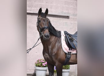 Autres races, Jument, 13 Ans, 158 cm, Bai