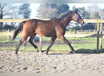 Autres races, Jument, 13 Ans, 164 cm, Bai brun