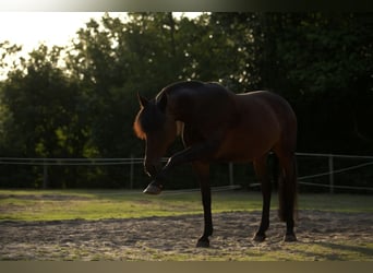 Autres races Croisé, Jument, 13 Ans, 165 cm, Bai
