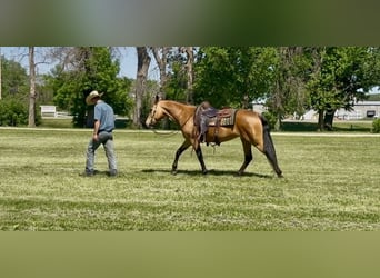 Autres races, Jument, 13 Ans, Buckskin