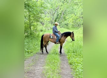 Autres races, Jument, 13 Ans, Buckskin