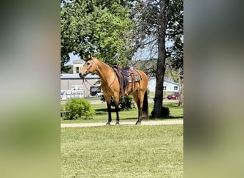 Autres races, Jument, 13 Ans, Buckskin