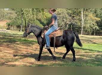 Autres races, Jument, 13 Ans, Noir