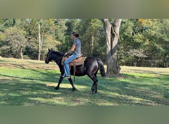 Autres races, Jument, 13 Ans, Noir