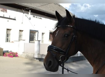 Autres races, Jument, 14 Ans, 155 cm, Bai