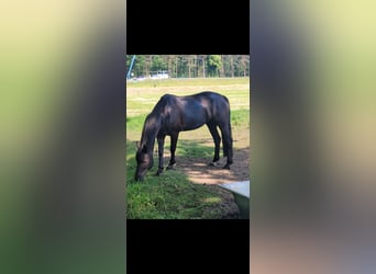 Autres races, Jument, 14 Ans, 158 cm, Noir