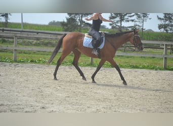 Autres races, Jument, 14 Ans, 161 cm, Bai