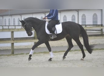 Autres races, Jument, 14 Ans, 166 cm, Noir